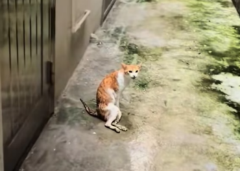 T3012033 found stray cat was injured.It was seriously injured.