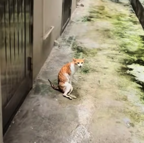 T3012033 found stray cat was injured.It was seriously injured.