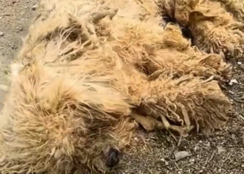 T3012034 found stray dog lying motionless by side of road.