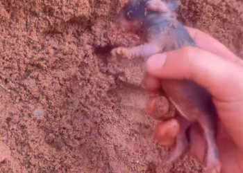 T3012035 found little creature. It was so cute took it home.