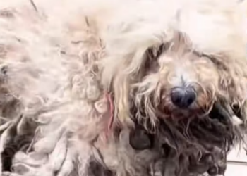 T3012036 Found Homeless Dog Matted Fur Dirt All Over#rescue #cute