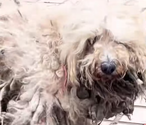 T3012036 Found Homeless Dog Matted Fur Dirt All Over#rescue #cute