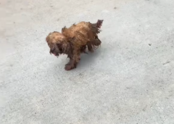 T3012038 first time encountered him, he was roaming streets,his body