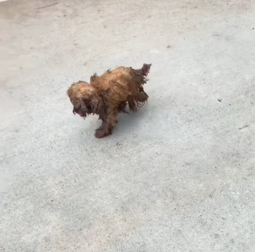 T3012038 first time encountered him, he was roaming streets,his body