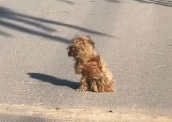 T3012039 He was aimlessly hanging around on street