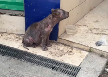 T3012040 Rescue dog #rescue #animals #adoptdontshop #petlover #dog #cutedog