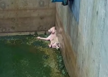 T3012032 saw dog trapped in wastewater pool.It looks so pitiful.