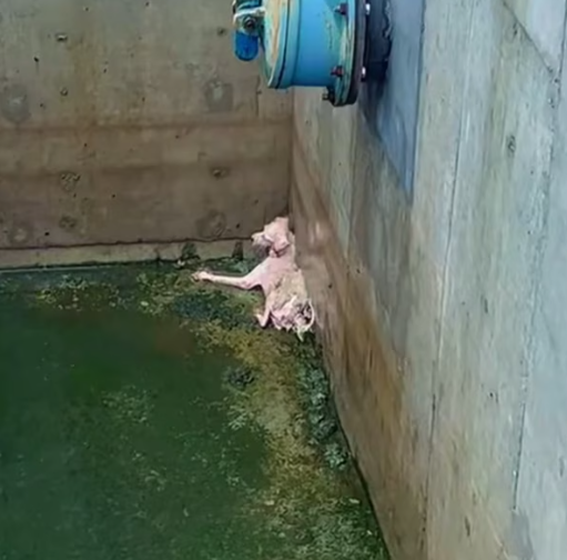 T3012032 saw dog trapped in wastewater pool.It looks so pitiful.