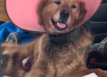 T3012041 Rescue dog.#rescue #rescueanimals #animals #pitiful #loveanimals