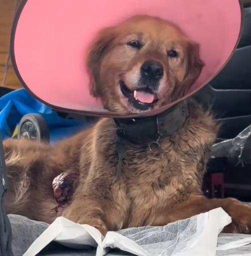 T3012041 Rescue dog.#rescue #rescueanimals #animals #pitiful #loveanimals