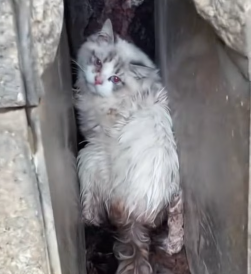 T3012043 She was once dearly loved little sweetheart,but now #rescue #cut