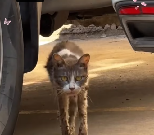 T3012044 Rescue cat #rescue #animals #adoptdontshop #petlover #cat #cutecat