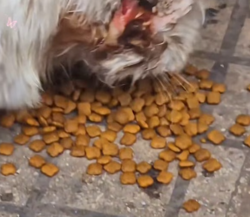 T3012045 Rescue cat #rescue #animals #adoptdontshop #petlover #cat #cutecat