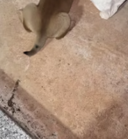 T0112001 captured dog was luckily rescued by grandmother.#doglover part2