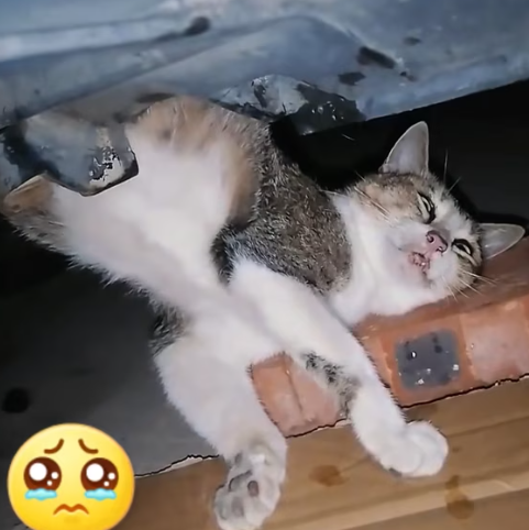 T3012037 found an injured stray cat under car.