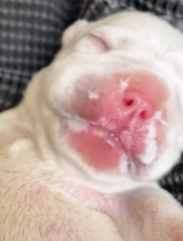 T0112021 man rescue poor puppy then #rescue #rescuedog #rescueanim…_part2