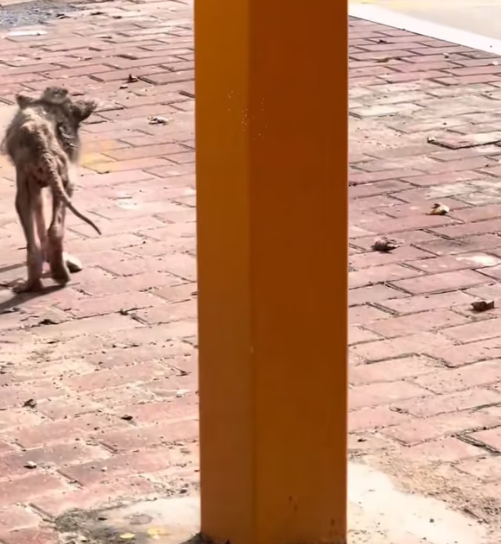 T3012050 Rescue dog #Tatcha #rescue #animals #adoptdontshop #petlover #dog