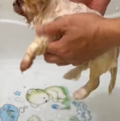 T0112020 Poor puppy .#rescue #rescueanimals #animals #puppy #dog #fyp_part2