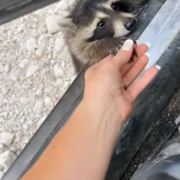 T0112013 couple saved trapped raccoon what happened next #rescue part2