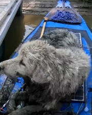 T0112041 Man found dog stuck under log sets out to rescue dog #rescueanimal part2