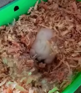 T0112016 found baby rabbit in mud adopted it #rescue #animals #res…_part2