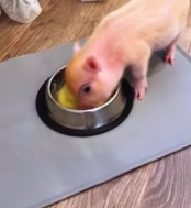 T0112015 found piglet then #rescue #rescueanimals #piglet #pig #pet_part2