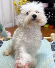 T0112014 Rescue poor puppy #rescue #rescueanimals #rescuedog #puppy #poodle_part2