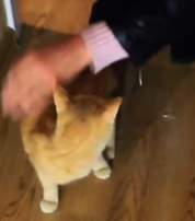 T0112011 We saved stray cat #rescue #rescueanimals #cat #catsoftiktok #cats_part2