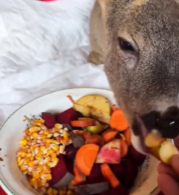 T0112009 Rescue deer #rescue #rescueanimals #animals #deer #deertiktok_part2