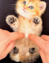 T0112010 Rescue kitten #rescue #rescueanimals #animals #cat #catsoftiktok_part2