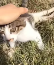 T0112005 #cat #catvideo #catsoftiktok_part2