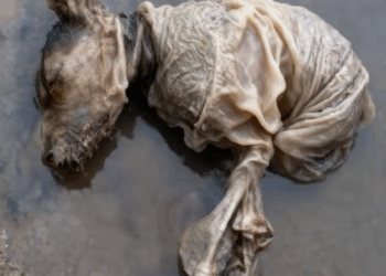 Reborn From the Mud: The Miraculous Rescue Journey of a Little Dog