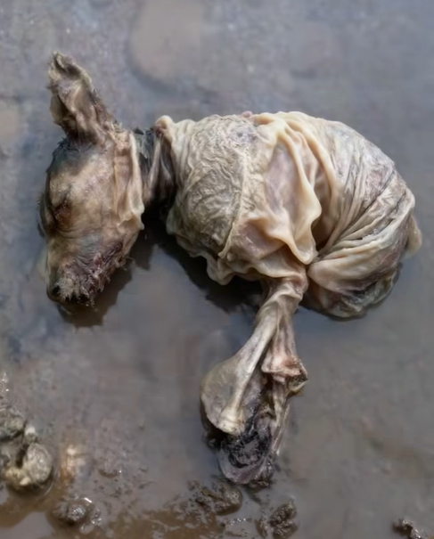 Reborn From the Mud: The Miraculous Rescue Journey of a Little Dog