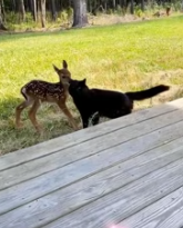 T0112042 My dog bought baby deer home as friend #rescueanimals #animals part2