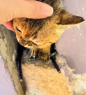 T0212013 spotted stray cat tucked in gap between two houses #poorcat