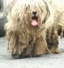 T0212001 He was lost, dirty alone until someone cared #dog #lovestory