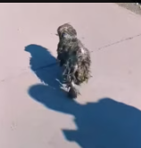 T0212002 homeless dog journey to motherhood #dog #puppy #lovestory #rescue