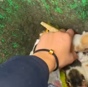 T0212003 Found newborn kittens in trash bin took them home to care