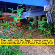 T0212004 Poor dog #lovestory #straydog #rescueanimals #loveanimals #dog