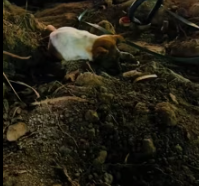 T0212005 Helping poor dog head injury #straydog #lovestory #rescue