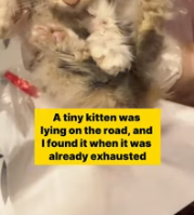 T0212006 Poor stray cat #kitten #lovestory #rescueanimals #loveanimals #straycat