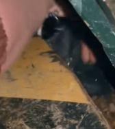 T0212007 rescued group of puppies were abandoned in plastic bag