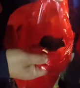 T0212008 found newborn puppies while taking out trash at night #puppies