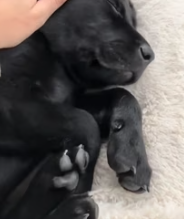 T0112040 couple rescued frozen puppy adopted it love #animal_part2