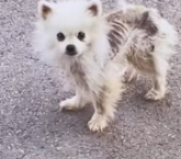 T0212009 poor dog #dog #lovestory #rescueanimals #straydog #rescuedog