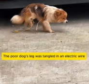 T0212011 Rescuing dog stuck in an electric wire #lovestory #straydog #dog