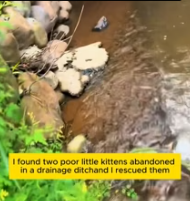 T0212012 Rescued two tiny kittens water ditch #poorcat #kittens #loves
