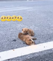 T0412001 saw two stray puppies by road. One had been hit killed by a…