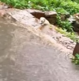 T0412002 found little dog was about to be washed away by rain and…