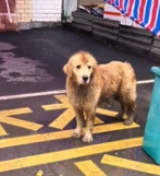 T0412003 found very dirty golden retriever stray dog by road